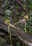 Caladenia dilatata Green-comb Spider-orchid(opposing points of view)